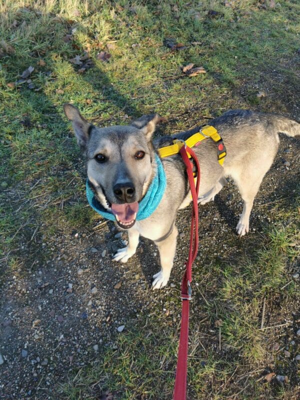 Asha in 18311 Ribnitz Damgarten *vermittelt* – Bild 18