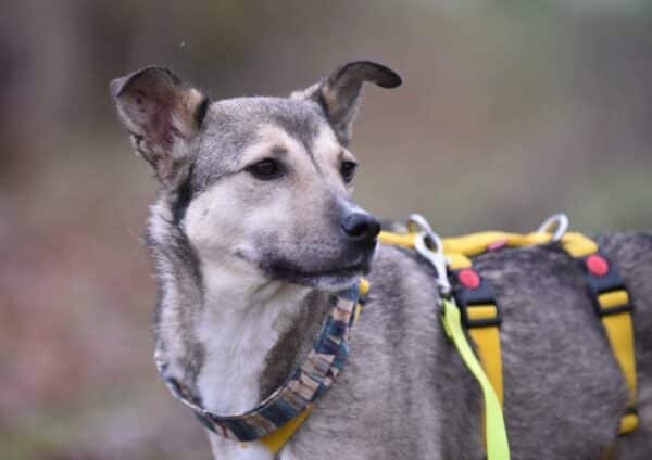 Asha in 18311 Ribnitz Damgarten *vermittelt* – Bild 2