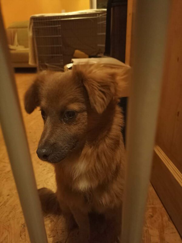 Norma in 56249 Herschbach *vermittelt* – Bild 2