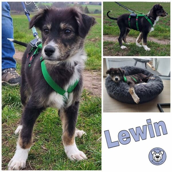 Lewin in 66773 Schwalbach *vermittelt*