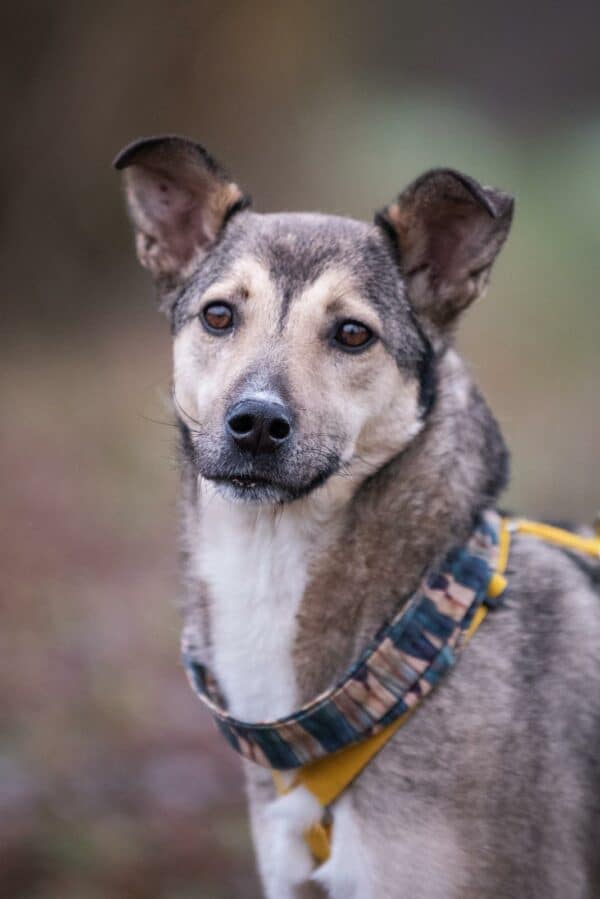 Asha in 18311 Ribnitz Damgarten *vermittelt* – Bild 4
