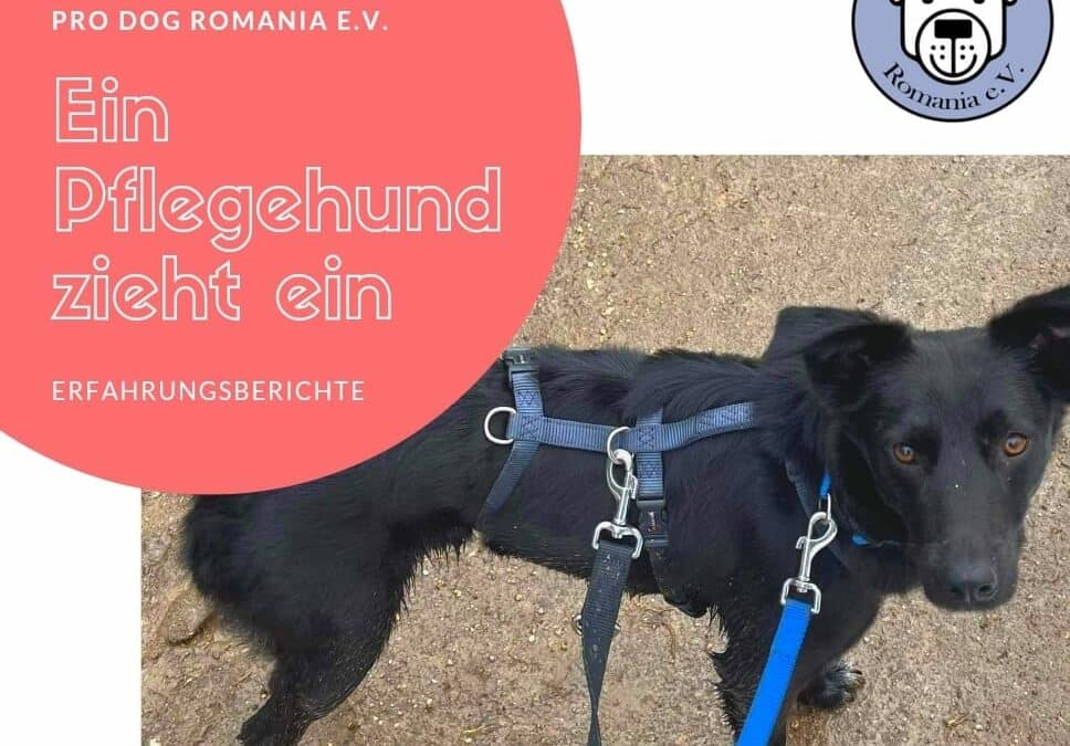 Ein Pflegehund zieht ein – Start unserer neuen Reihe