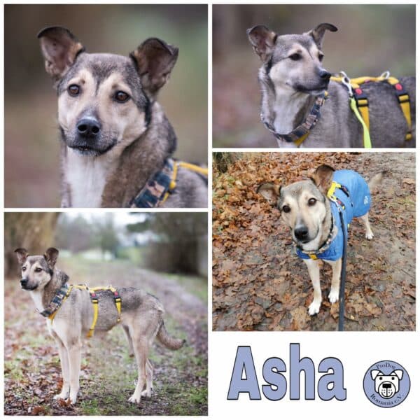 Asha in 18311 Ribnitz Damgarten *vermittelt*