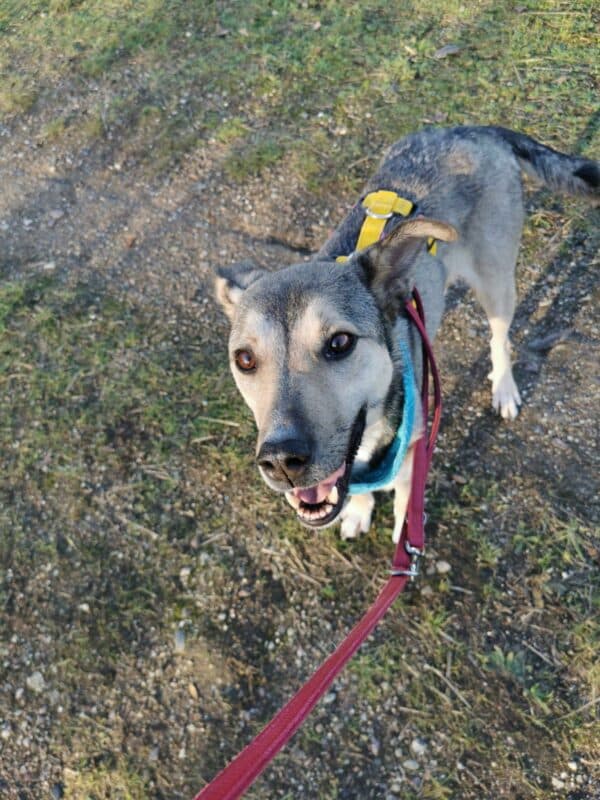 Asha in 18311 Ribnitz Damgarten *vermittelt* – Bild 19