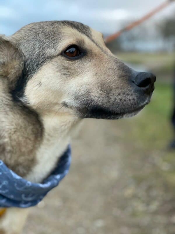 Asha in 18311 Ribnitz Damgarten *vermittelt* – Bild 10