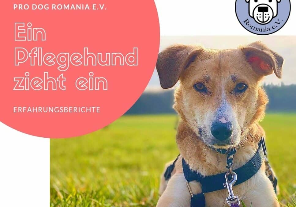 Ein Pflegehund zieht ein – Teil 2