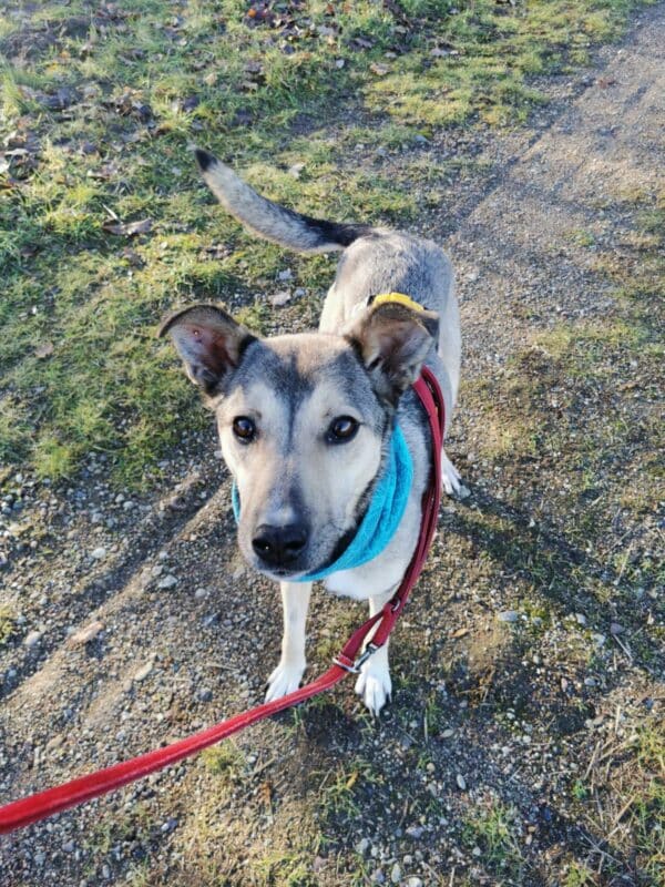 Asha in 18311 Ribnitz Damgarten *vermittelt* – Bild 13