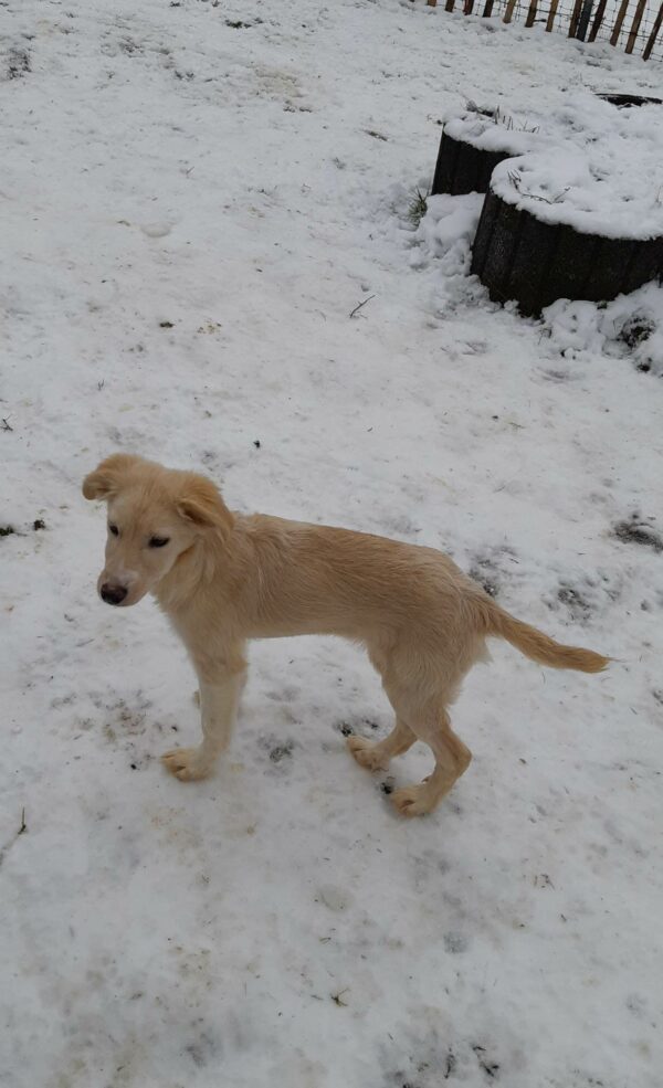 Snowy in 56249 Herschbach *vermittelt* – Bild 7