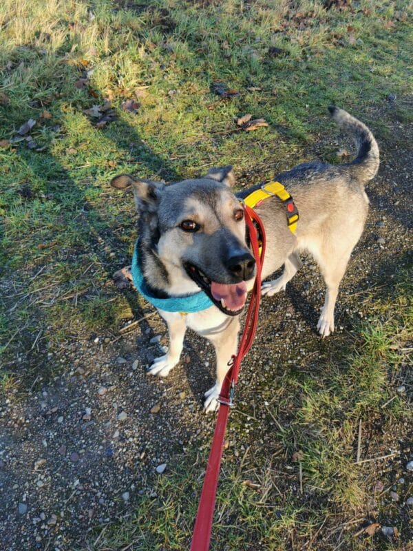 Asha in 18311 Ribnitz Damgarten *vermittelt* – Bild 16