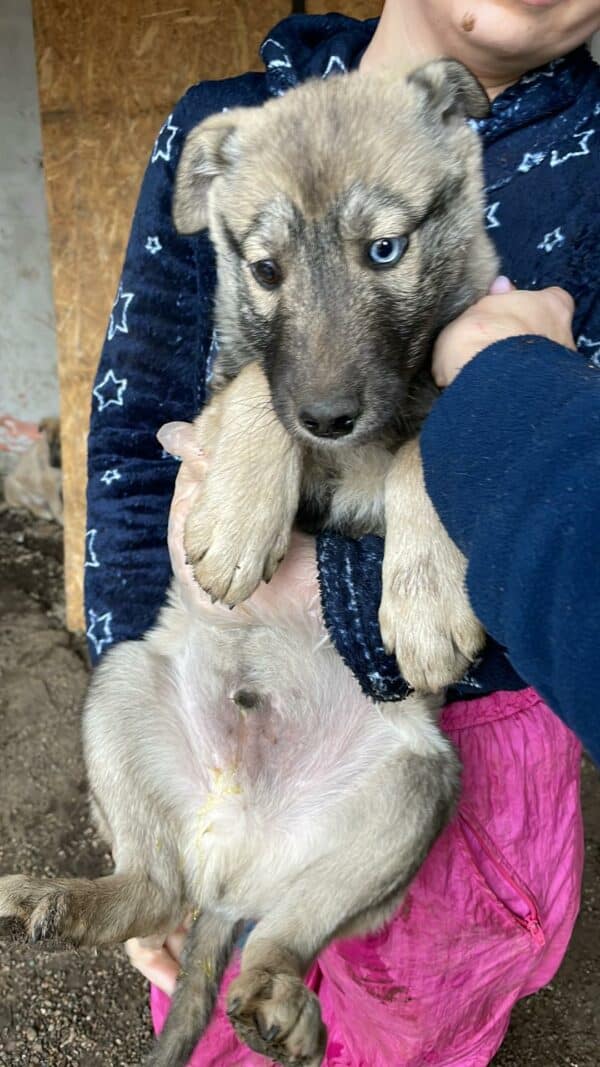 WINNETOU - reserviert Kinder- und Tierschutzhof Hahnenberg  - vermittelt – Bild 2