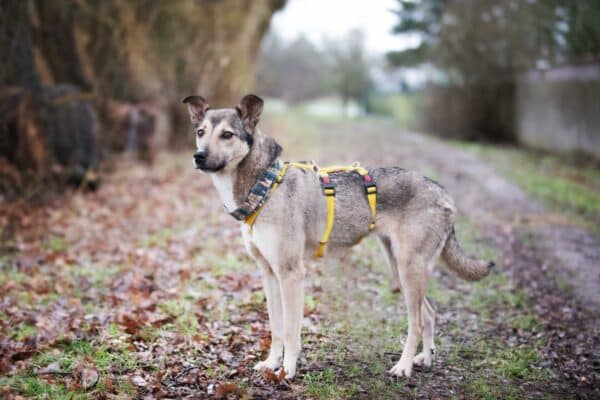 Asha in 18311 Ribnitz Damgarten *vermittelt* – Bild 5