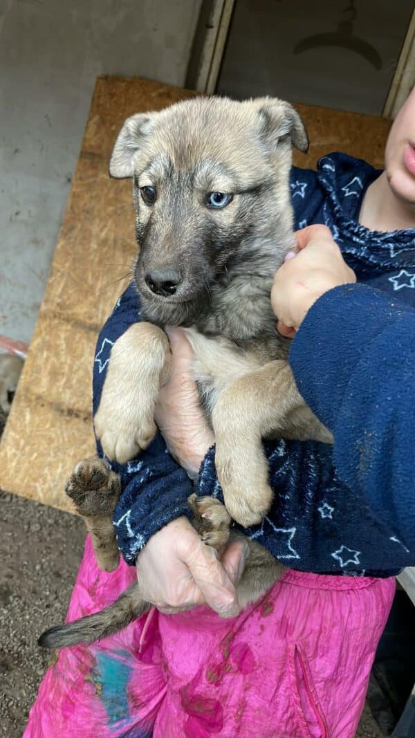 WINNETOU - reserviert Kinder- und Tierschutzhof Hahnenberg  - vermittelt