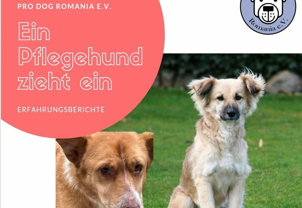 Ein Pflegehund zieht ein – Teil 3