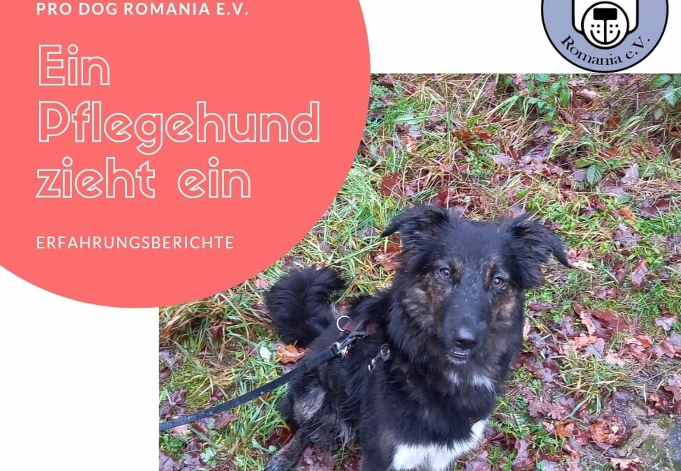 Ein Pflegehund zieht ein – Teil 4