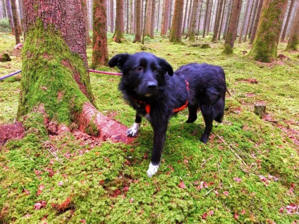 Surelia in 78713 Schramberg *vermittelt* – Bild 6