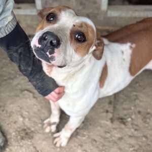 JOHN - seit mind. 2023 im Shelter - Vermittlung nur nach Österreich möglich (DNA Test erfolgt)