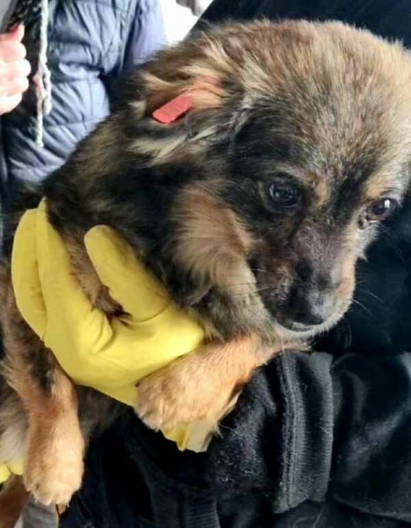 MIRABELLA - reserviert Tierhilfe Lebenswert DR 05.02. - vermittelt – Bild 3