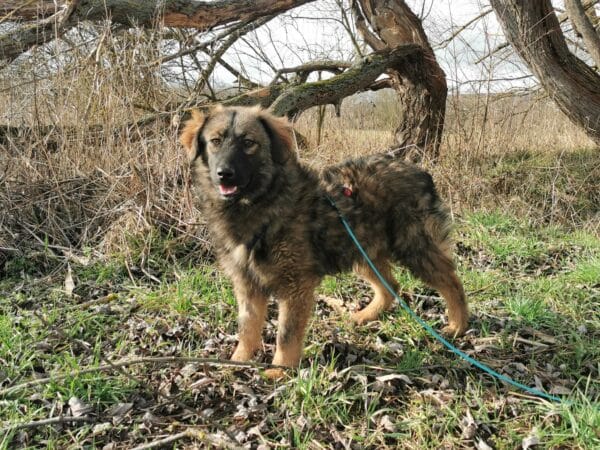 Emil in 99427 Weimar *vermittelt* – Bild 5