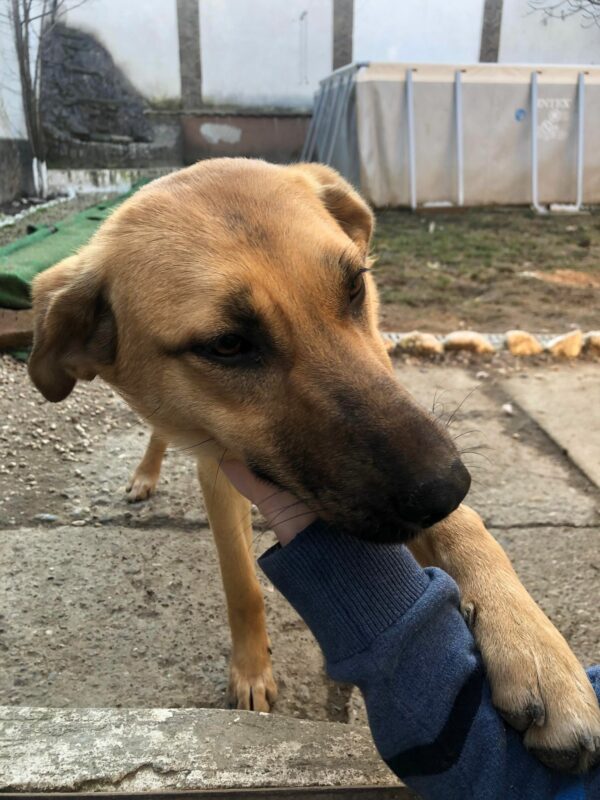 LORELEY - vermittelt Betty – Bild 2