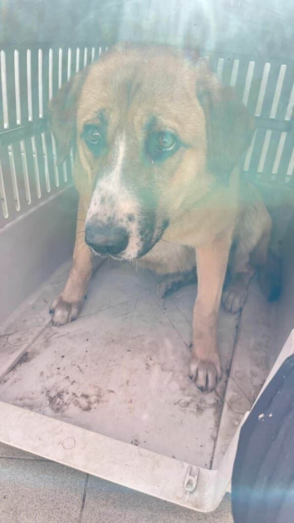 PETUNIA - reserviert TH Filderstadt - vermittelt – Bild 2