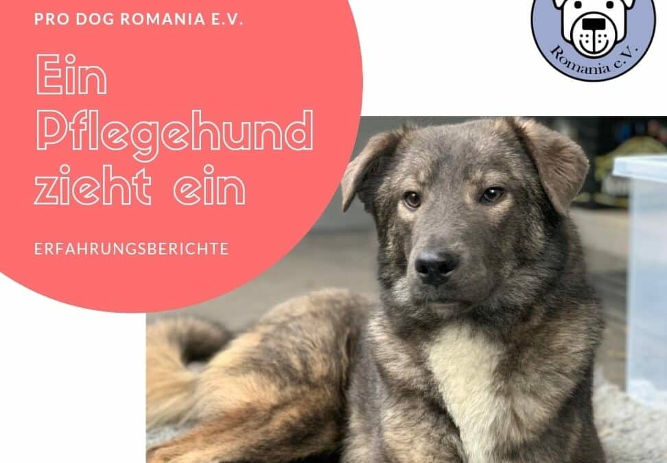 Ein Pflegehund zieht ein – Teil 6