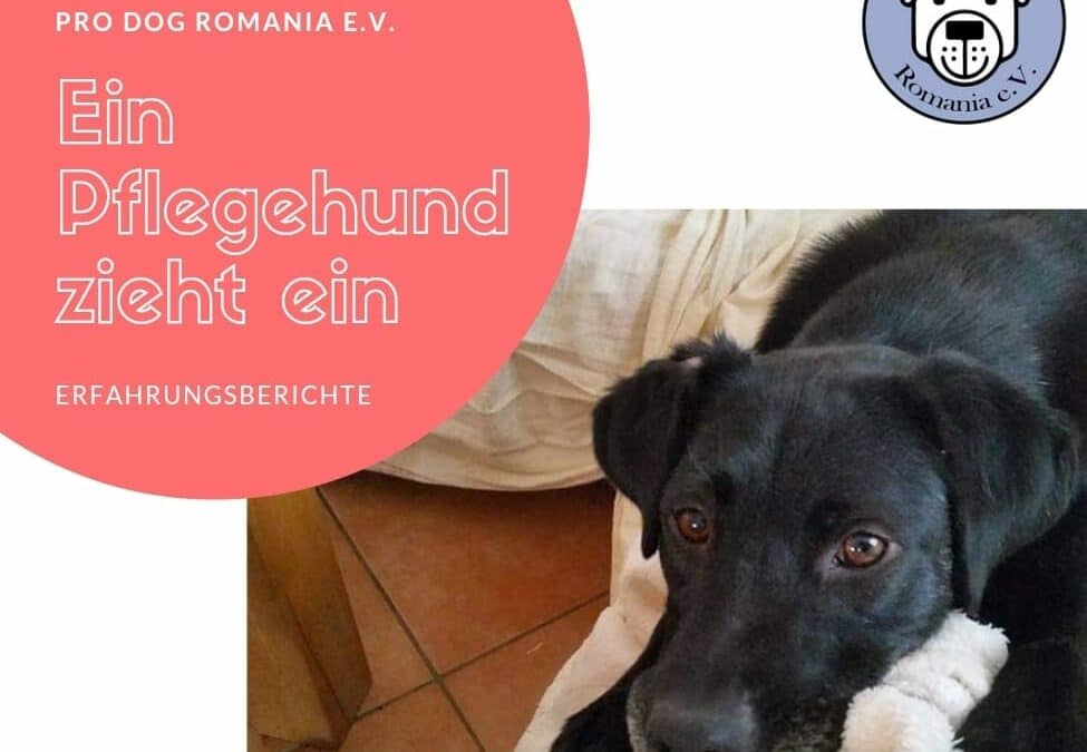 Ein Pflegehund zieht ein – Teil 7