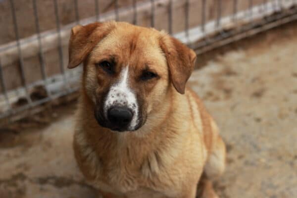 PETUNIA - reserviert TH Filderstadt - vermittelt – Bild 3