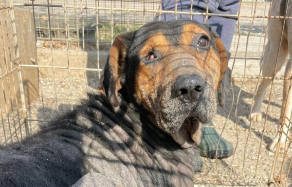 TARANIS - med. Notfall - auf Pflegestelle in PLZ 21 *vermittelt*