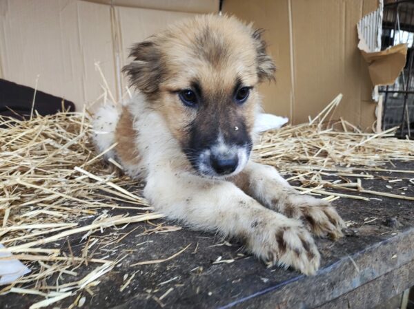 SITKA - reserviert Betty - vermittelt – Bild 9