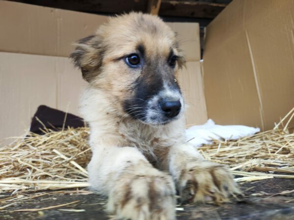 SITKA - reserviert Betty - vermittelt – Bild 8