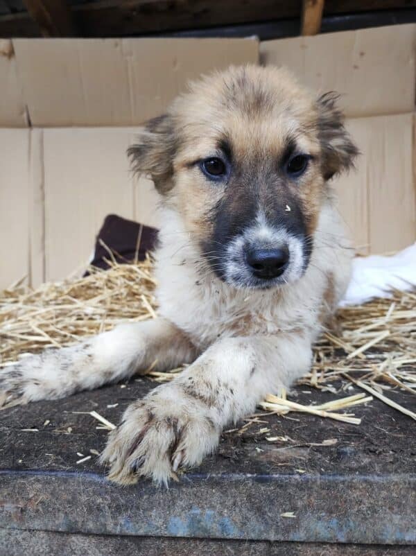 SITKA - reserviert Betty - vermittelt