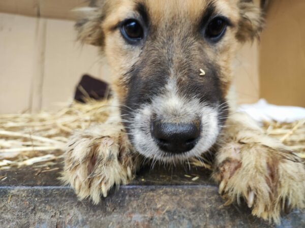 SITKA - reserviert Betty - vermittelt – Bild 5