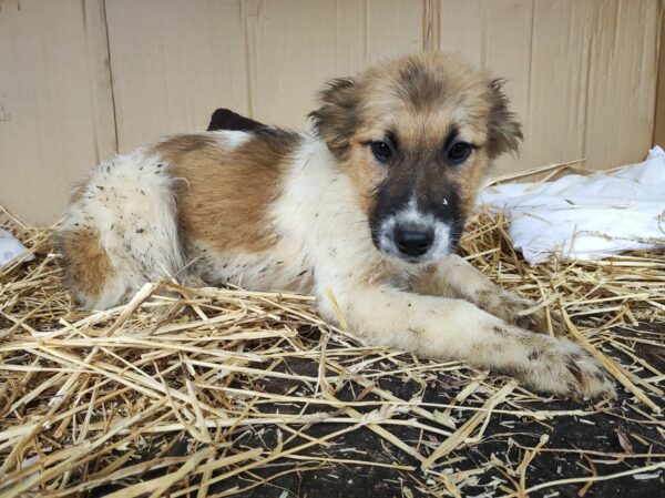 SITKA - reserviert Betty - vermittelt – Bild 4