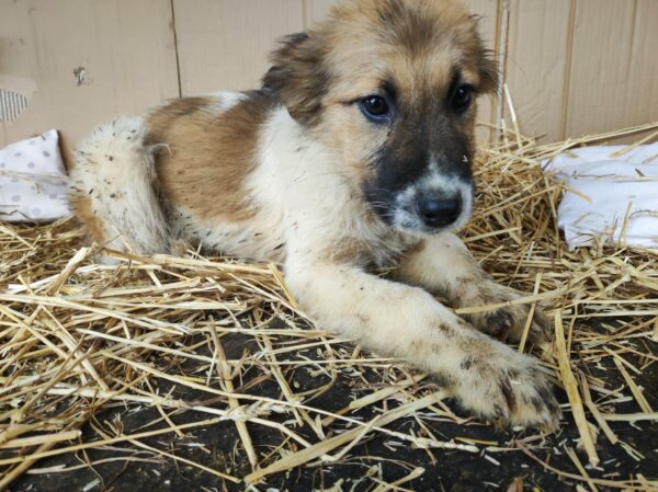 SITKA - reserviert Betty - vermittelt – Bild 3