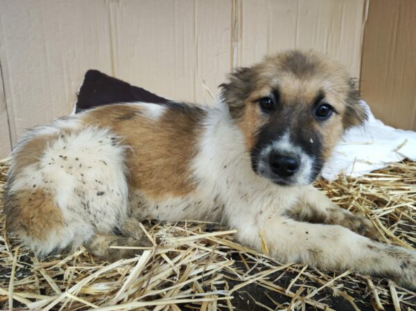 SITKA - reserviert Betty - vermittelt – Bild 6