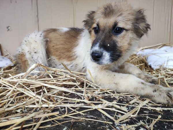 SITKA - reserviert Betty - vermittelt – Bild 2
