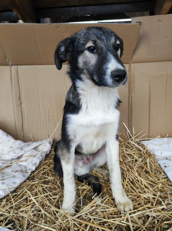 COSTA - reserviert Betty - vermittelt – Bild 8