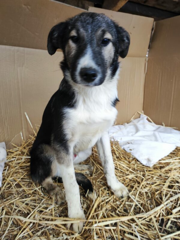 COSTA - reserviert Betty - vermittelt – Bild 9