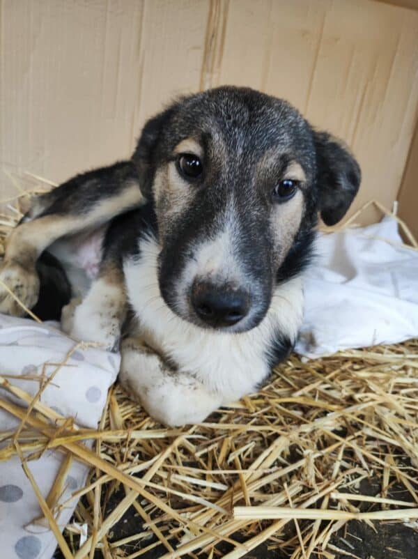 COSTA - reserviert Betty - vermittelt – Bild 5