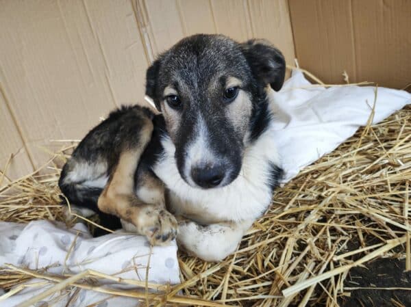 COSTA - reserviert Betty - vermittelt – Bild 10