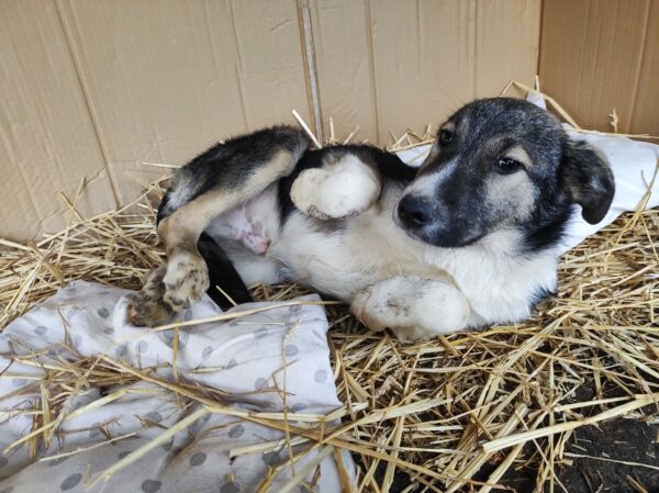 COSTA - reserviert Betty - vermittelt – Bild 4