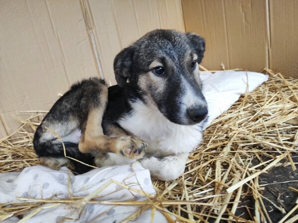 COSTA - reserviert Betty - vermittelt – Bild 6