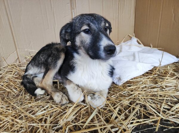 COSTA - reserviert Betty - vermittelt – Bild 2