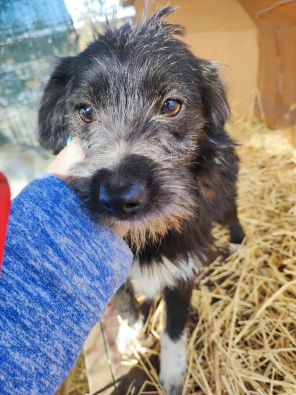 TIFFANY - reserviert NH - vermittelt – Bild 9