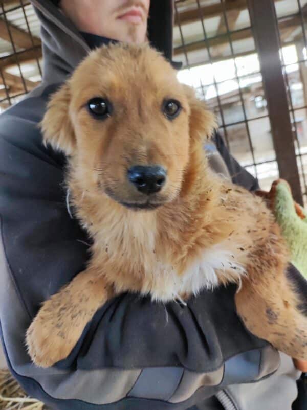 PIPPA - reserviert LS - vermittelt – Bild 5