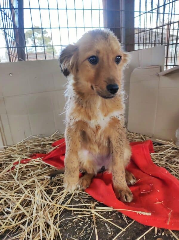 PIPPA - reserviert LS - vermittelt – Bild 4