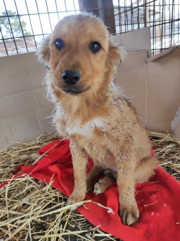 PIPPA - reserviert LS - vermittelt – Bild 3