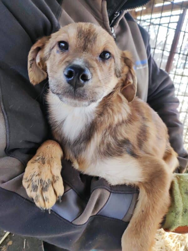 LUCCA - reserviert Second Chance Dogs - vermittelt
