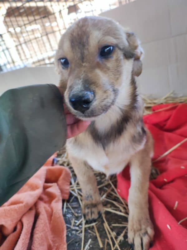 LUCCA - reserviert Second Chance Dogs - vermittelt – Bild 3