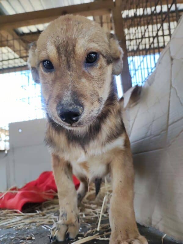 LUCCA - reserviert Second Chance Dogs - vermittelt – Bild 2